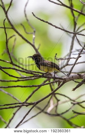 Bird (olive-backed Sunbird) On A Tree