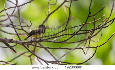 Bird (olive-backed Sunbird) On A Tree