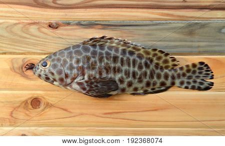 Fresh Grouper Fish For Cooking