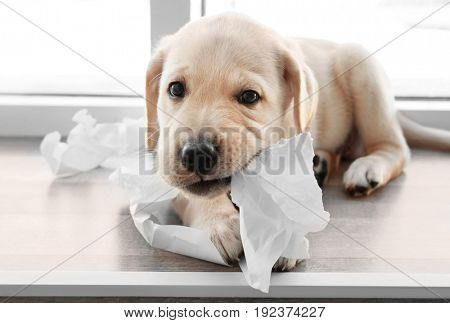 Cute labrador retriever puppy tearing paper while lying on window sill at home