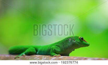 Green gecko on the roof