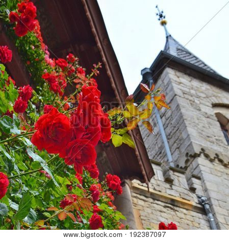 Springtime meets historical architecture with red blossoming flowers