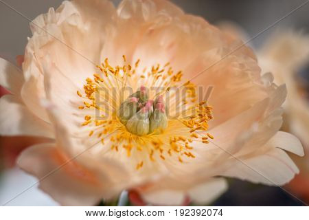 Orange peony flower with yellow stamens voice and leaves isolated on bokehbackground.