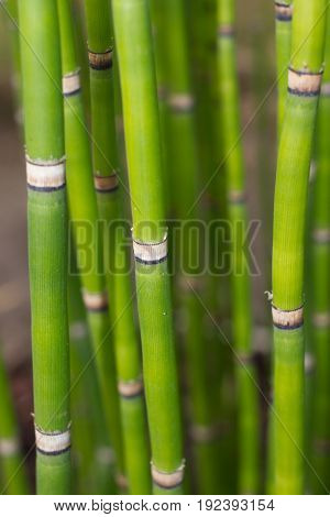 Long equisetum stalk. Green wallpaper with bamboo stem