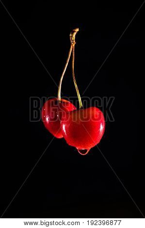 Couple of red cherries wet from water on the black isolated background, Vertical orietation