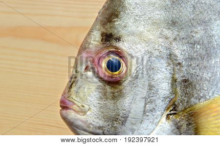 Fresh Round Batfish From Fishery Market