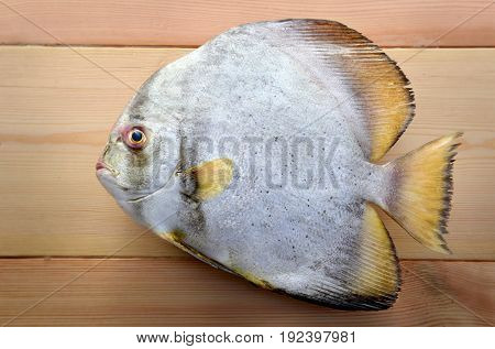 Fresh Round Batfish From Fishery Market