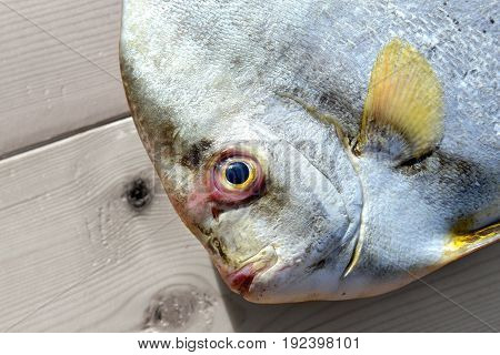 Fresh Round Batfish From Fishery Market