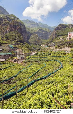 rural landscape with lemon tree plantations, used for the production of Limoncello, italian lemon liqueur, Amalfi, Southern Italy