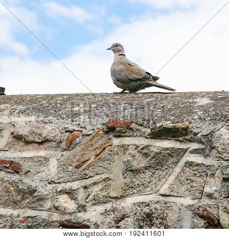 Turtledove Bird On Stone Wall Of Patio In Athens