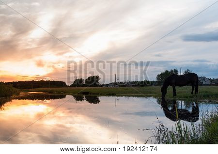 A Horse Drinks Water At Sunset With Reflection,