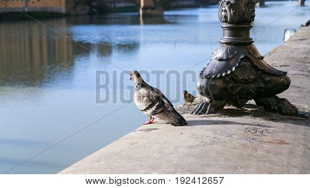 Pigeon And Sparrow On Parapet Of Arno River