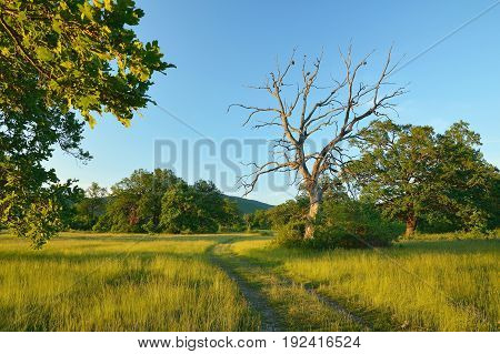 Summer forest, meadows and pastures landscape in Slovakia. Evening scenery in Gavurky. Sunlit country with dry tree