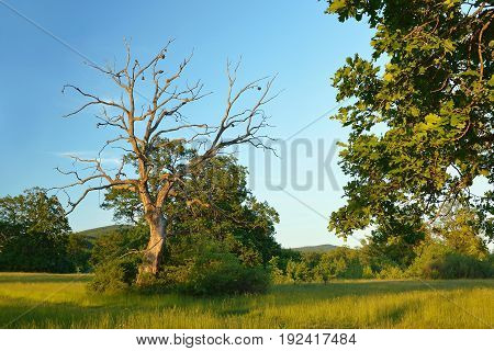 Summer forest, meadows and pastures landscape in Slovakia. Evening scenery in Gavurky. Sunlit country with dry tree