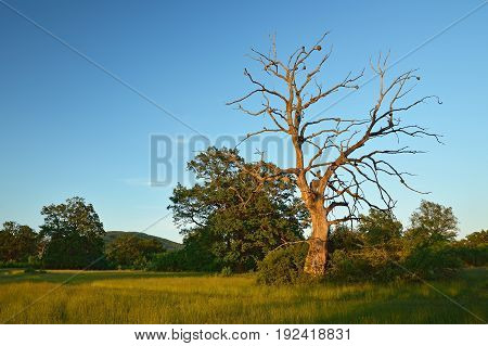 Summer forest, meadows and pastures landscape in Slovakia. Evening scenery in Gavurky. Sunlit country with dry tree