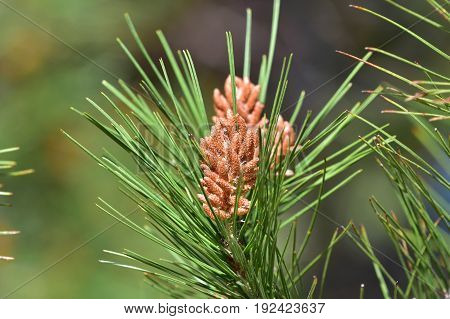 cone of malearic pine on island Majorca,Spain