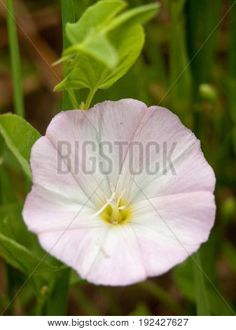 Moonflower Or Moon Vine (ipomoea Alba)