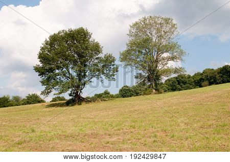 View of Green open space with mature trees on a sunny day with light clouds at Stroud Preserve