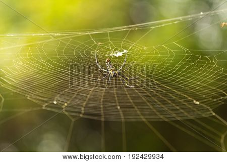 female Golden Web Spider Nephila pilipesin the forest of Laos