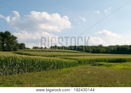 View of Green open space with mature trees on a sunny day with light clouds at Stroud Preserve