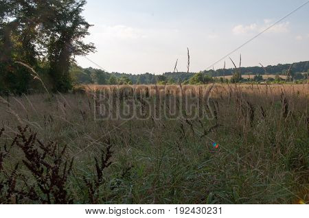 View of Green open space with mature trees on a sunny day with light clouds at Stroud Preserve