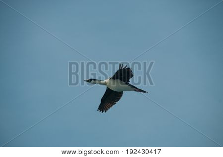 The south Georgian Imperial Shag is a black and white cormorant native to many subantartic islands. The shag rocks are named after this species, and they are located near South Georgia.