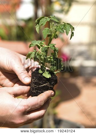 Plantation de tomate