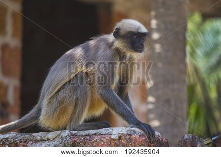 Wild Monkeys In The Jungles