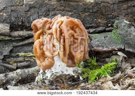 Gyromitra gigas meals, spring mushroom shot in the Czech Republic, Europe