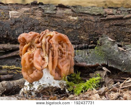 Gyromitra gigas meals, spring mushroom shot in the Czech Republic, Europe