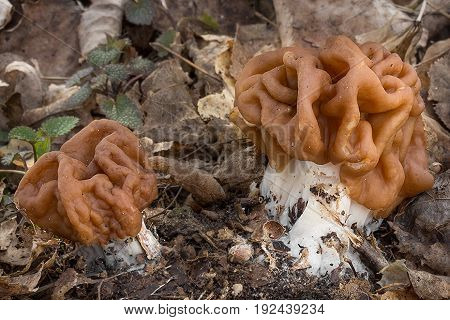Gyromitra gigas meals, spring mushroom shot in the Czech Republic, Europe