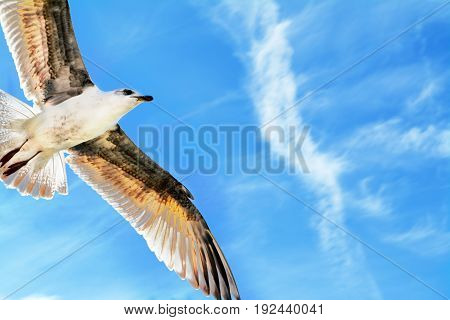 Seagull soars overhead against bright blue sky
