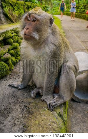 Long-tailed macaques Macaca fascicularis in The Ubud Monkey Forest Temple on Bali Indonesia.