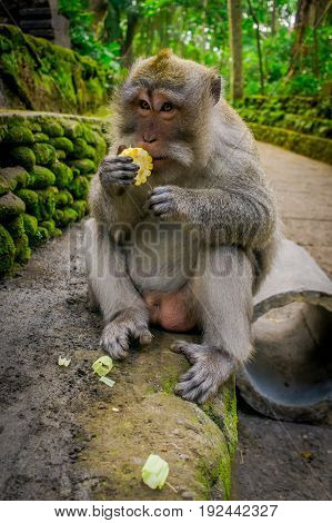 Long-tailed macaques Macaca fascicularis in The Ubud Monkey Forest Temple eating a cob corn using his hands, on Bali Indonesia.