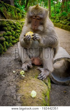 Long-tailed macaques Macaca fascicularis in The Ubud Monkey Forest Temple eating a cob corn using his hands, on Bali Indonesia.