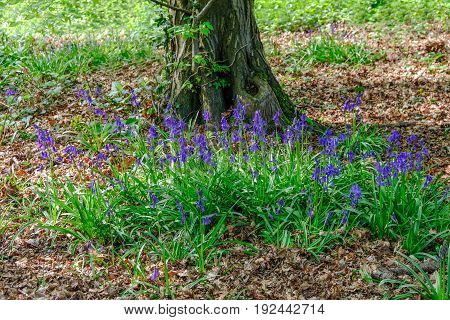 Bluebell patch near a tree trunk in spring. Vibrant flowers.