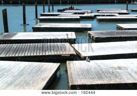 Just A Few Sea Lions     