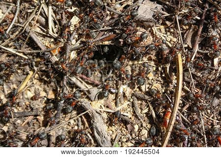 Red Forest Ants Close-up