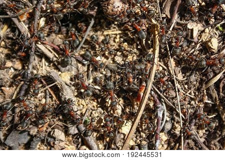 Red Forest Ants Close-up