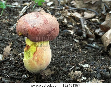 Butyriboletus fuscoroseus very rare mushrrom photo Czech republic, Europe