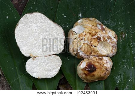 Choiromyces venosus   Mushroom shot in the Czech Republic, Europe