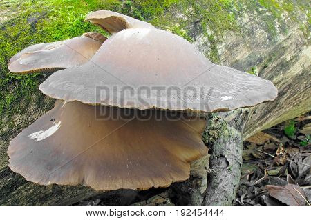 Pleurotus ostreatus Mushroom shot in the Czech Republic, Europe