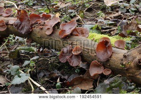 Auricularia auricula-judae Mushroom shot in the Czech Republic, Europe