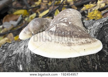 Piptoporus betulinus Mushroom shot in the Czech Republic, Europe