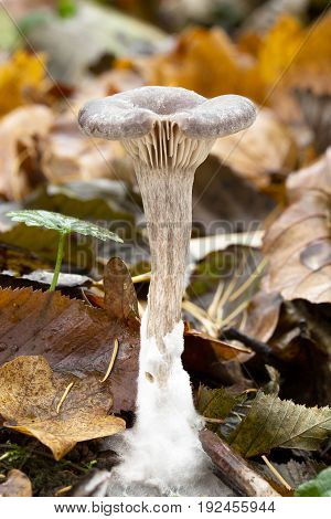 Pseudocytocybe cyathiformis fungus, photographed in the Czech Republic, Europe