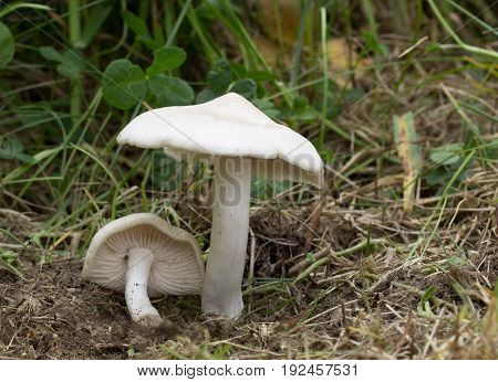 Entoloma sepium fungus, photographed in the Czech Republic, Europe