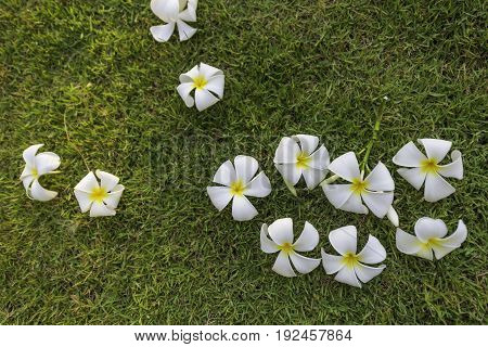 Plumeria Tropical Spa Flower In Garden Village