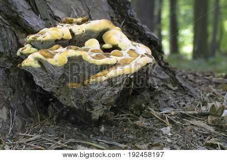 Phaeolus schweinitzii fungus, photographed in the Czech Republic, Europe