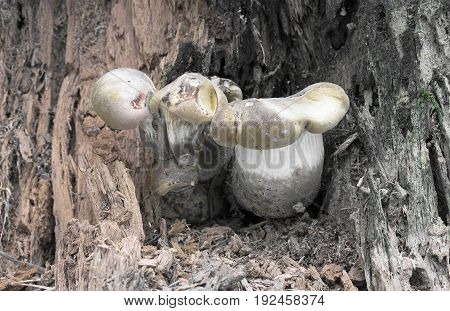 Tapinella atrotomentosa mushroom shot in the Czech Republic, Europe