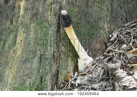 Mutinus caninus rare mushroom shot in the Czech Republic, Europe